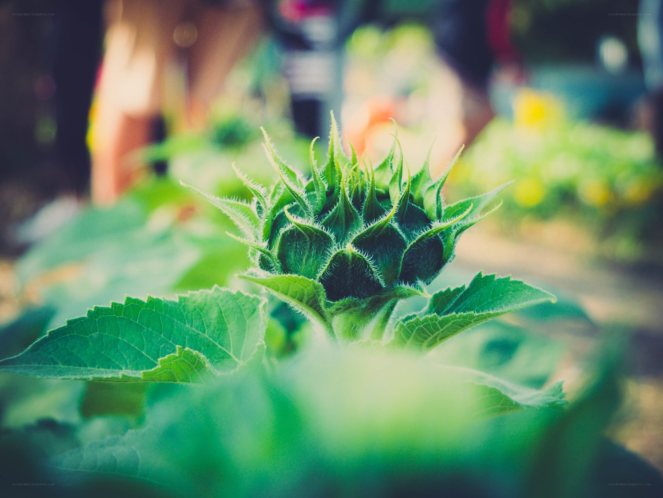 Sunflower bud in garden