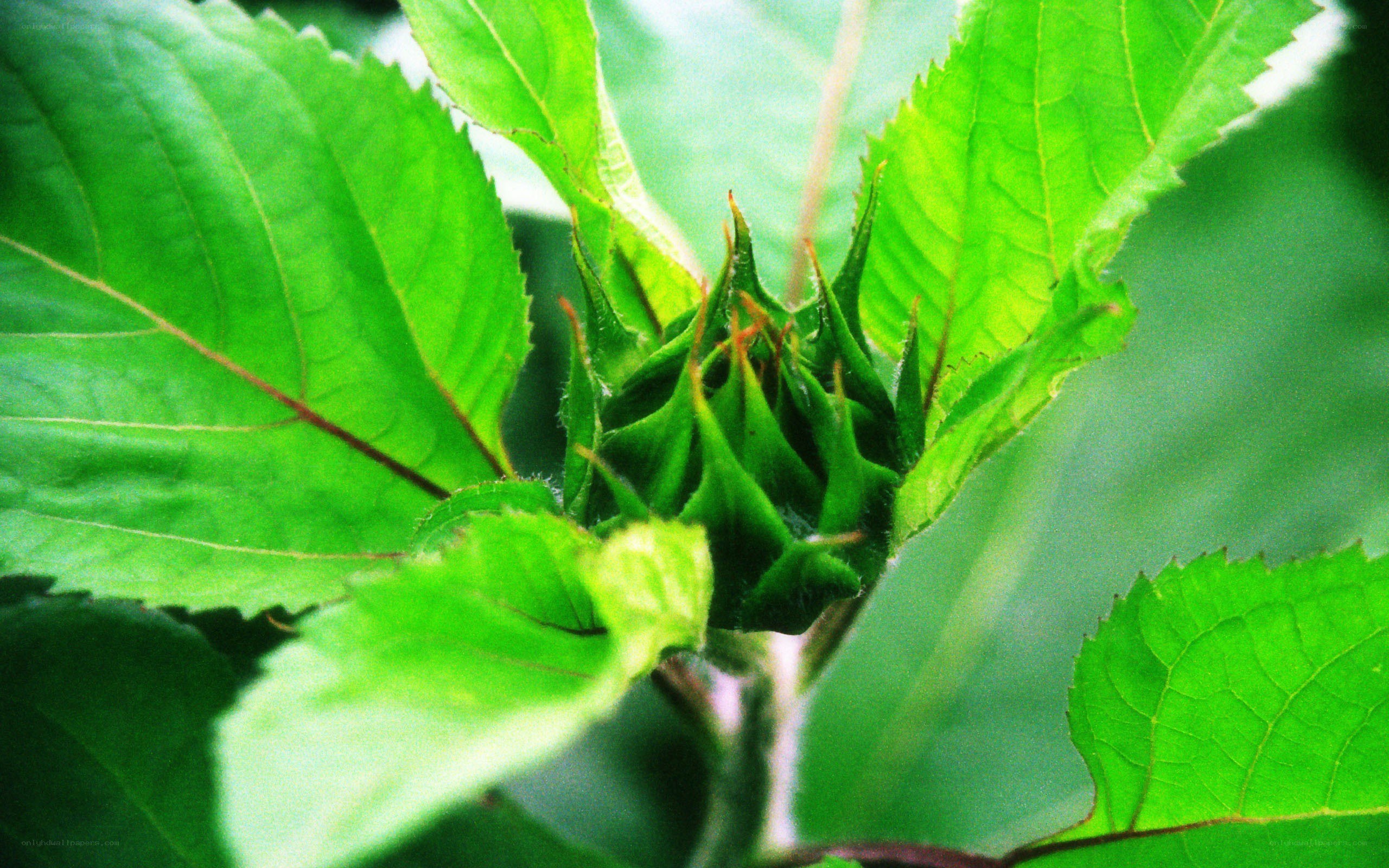 Sunflower bud in green leaves