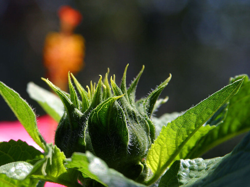 Sunflower Bud in Sunlight