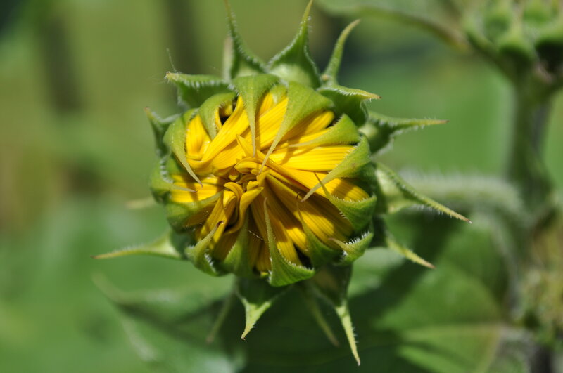 Sunflower bud opening