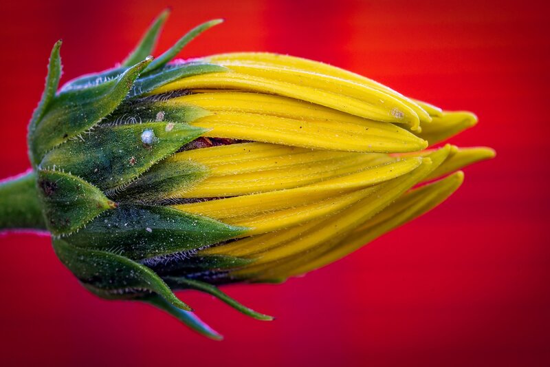 Sunflower Bud — Red