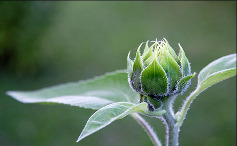 Sunflower Bud