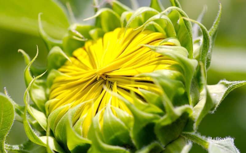 Sunflower Bud — Yellow, Natural, Afternoon