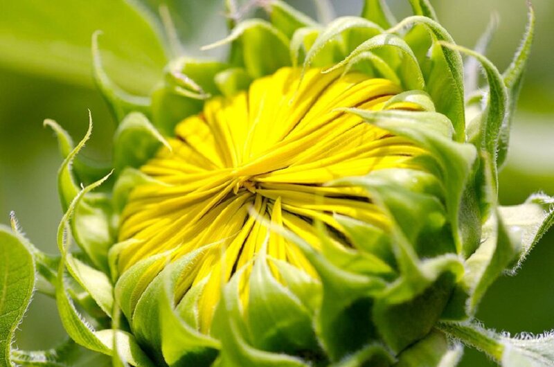 Sunflower Bud — Yellow, Natural