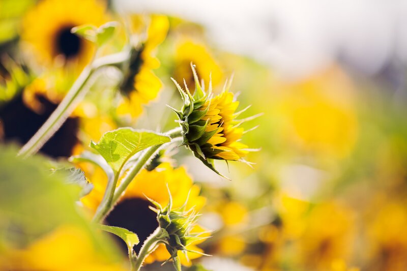 Sunflower Buds in Field