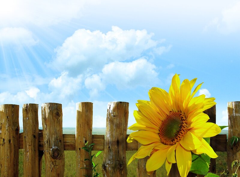Sunflower by Wooden Fence