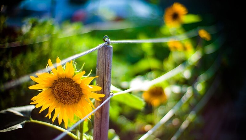 Sunflower by Wooden Post