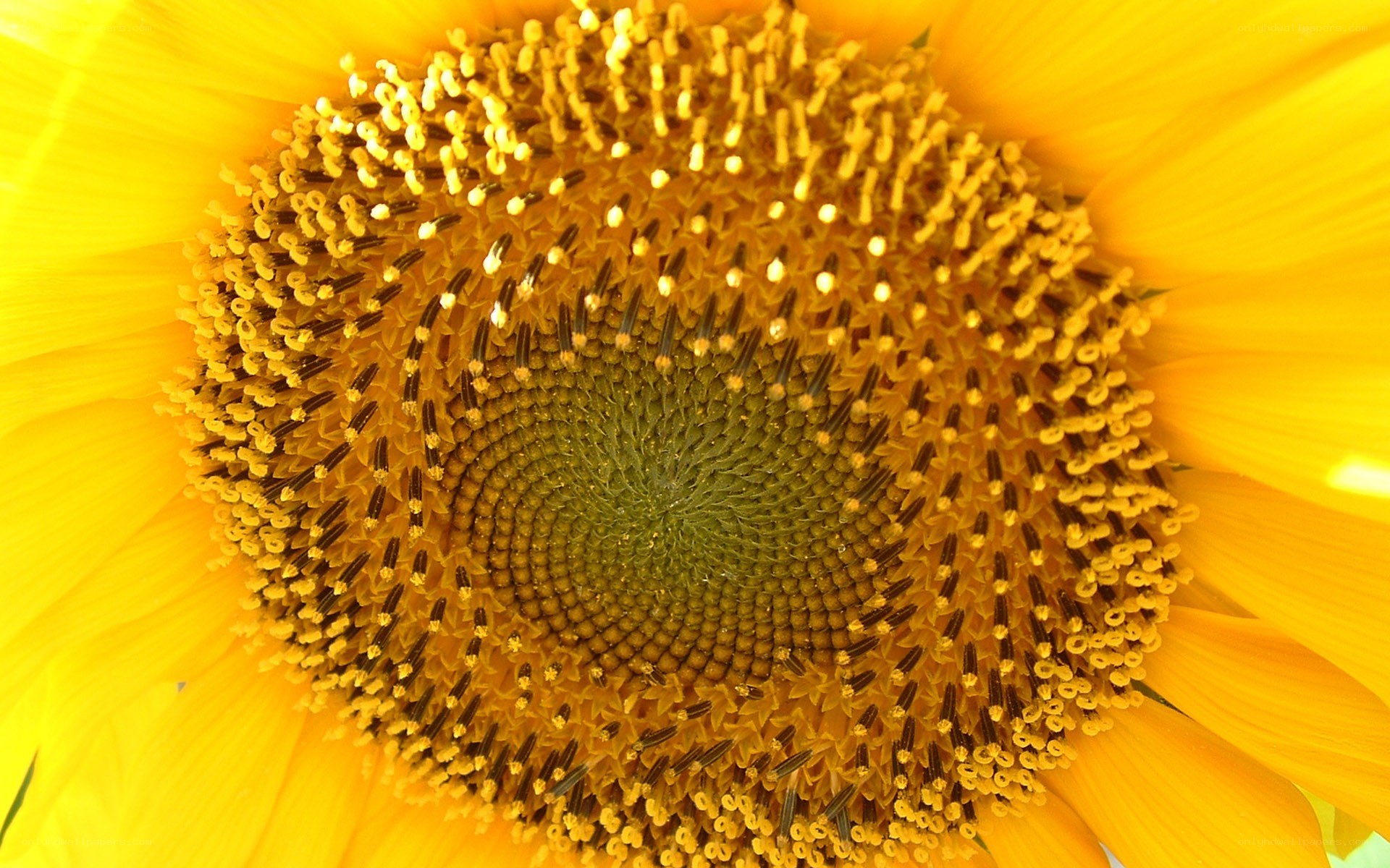 Sunflower center close-up