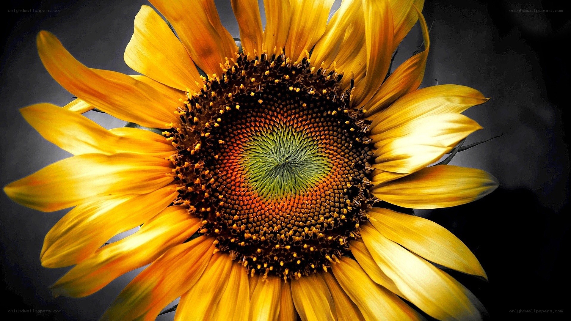 Sunflower center close-up