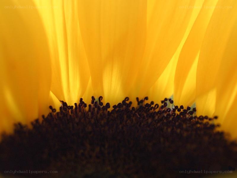 Sunflower center close-up