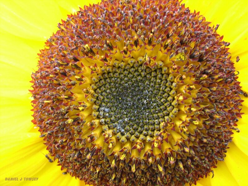 Sunflower center close-up