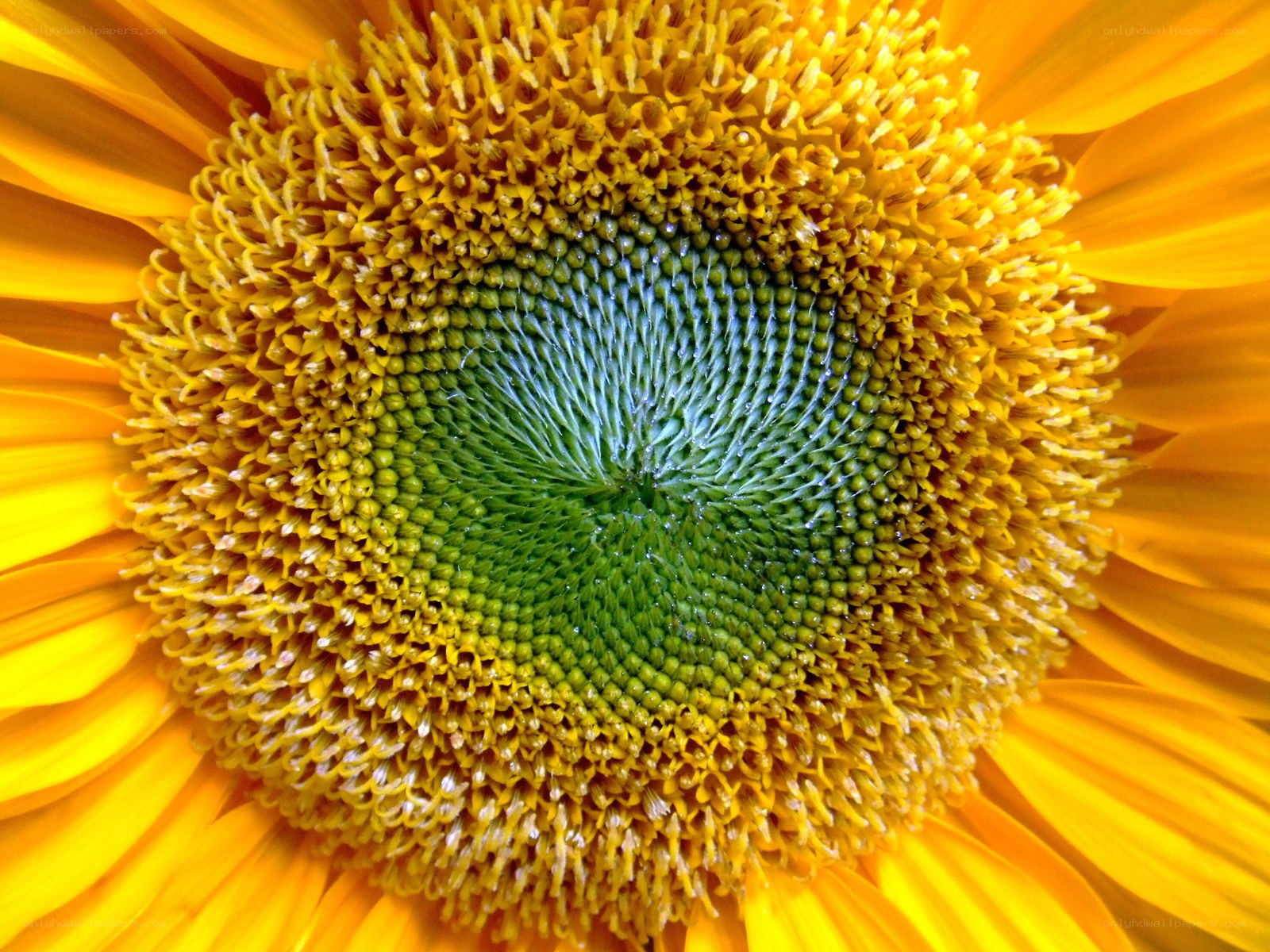 Sunflower center close-up