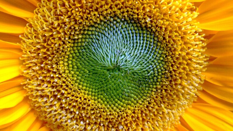 Sunflower center close-up