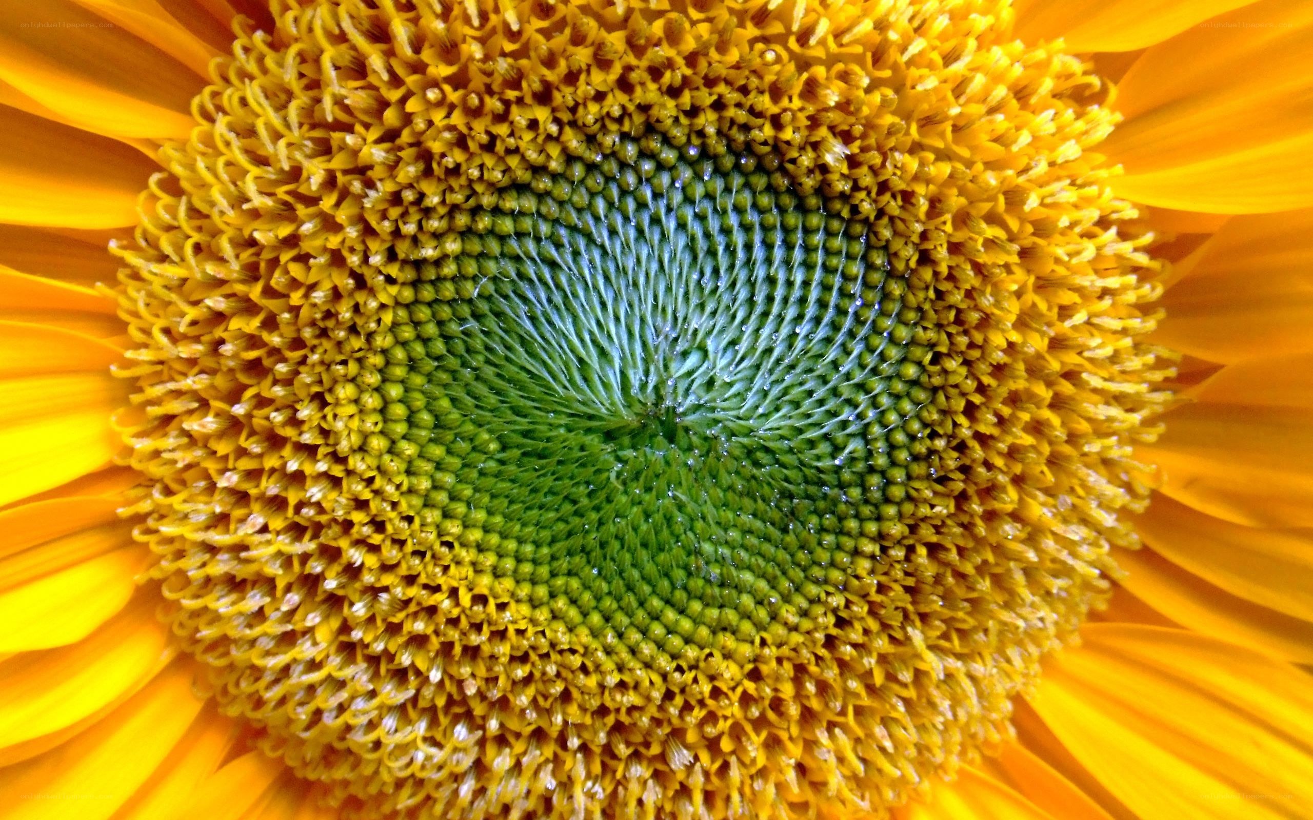 Sunflower center close-up