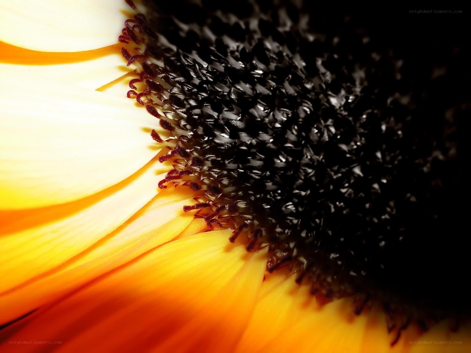 Sunflower center close-up