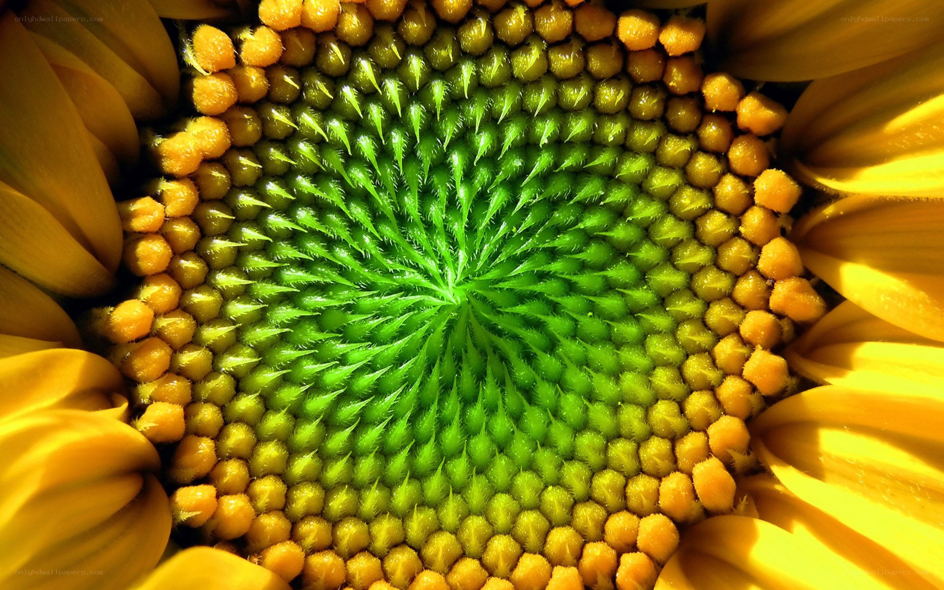 Sunflower center close-up