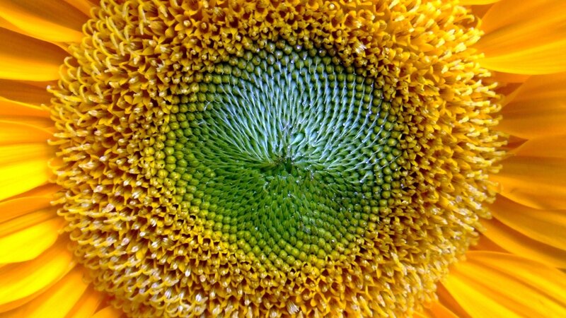 Sunflower center close-up