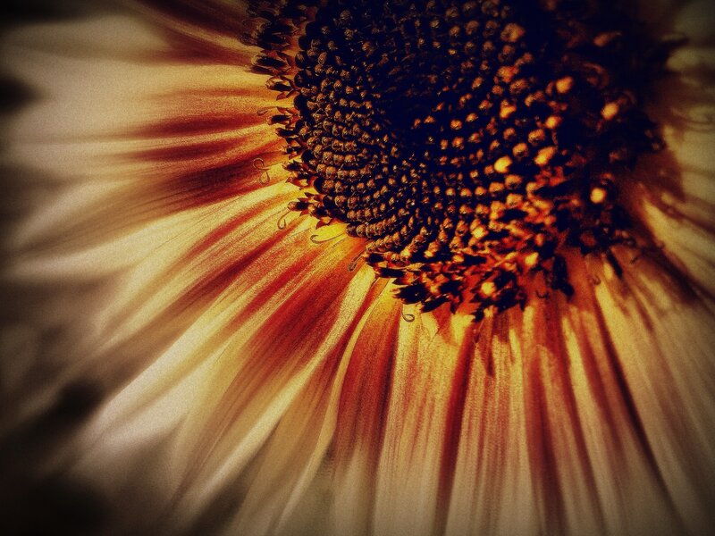 Sunflower Center Close-up — Yellow, Dramatic