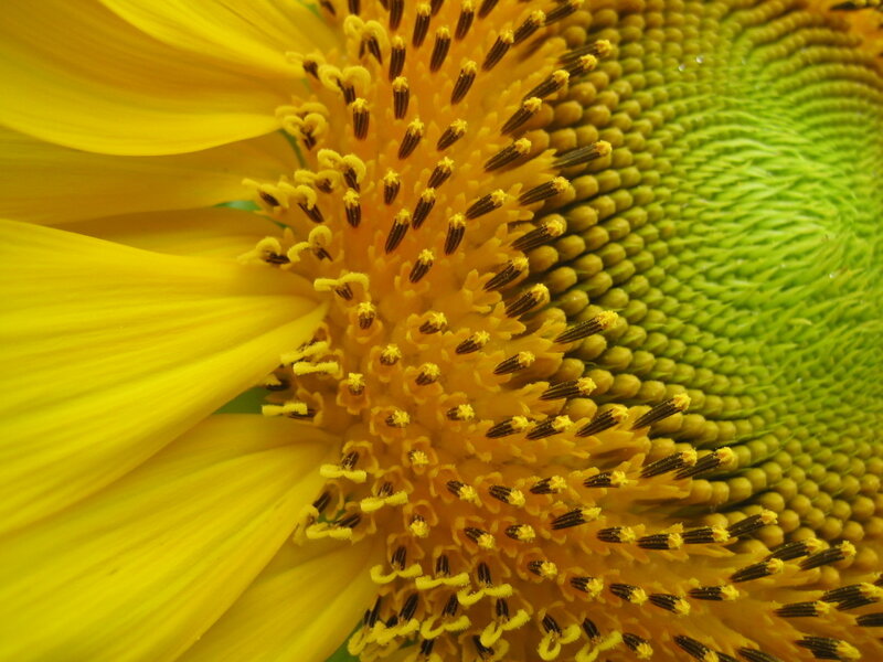 Sunflower Center Close-up — Yellow, Natural