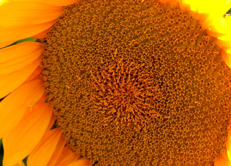 Sunflower Center Close-up — Yellow