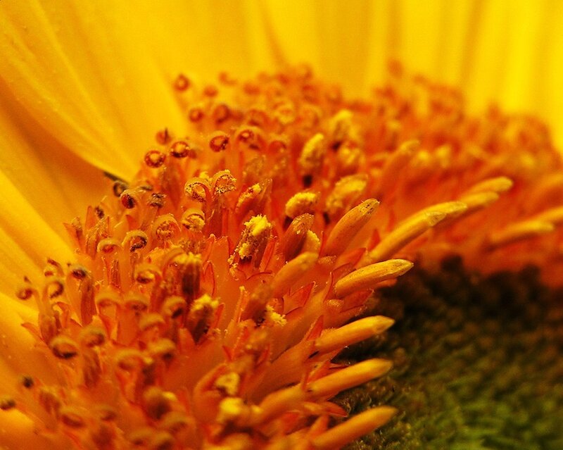Sunflower center details