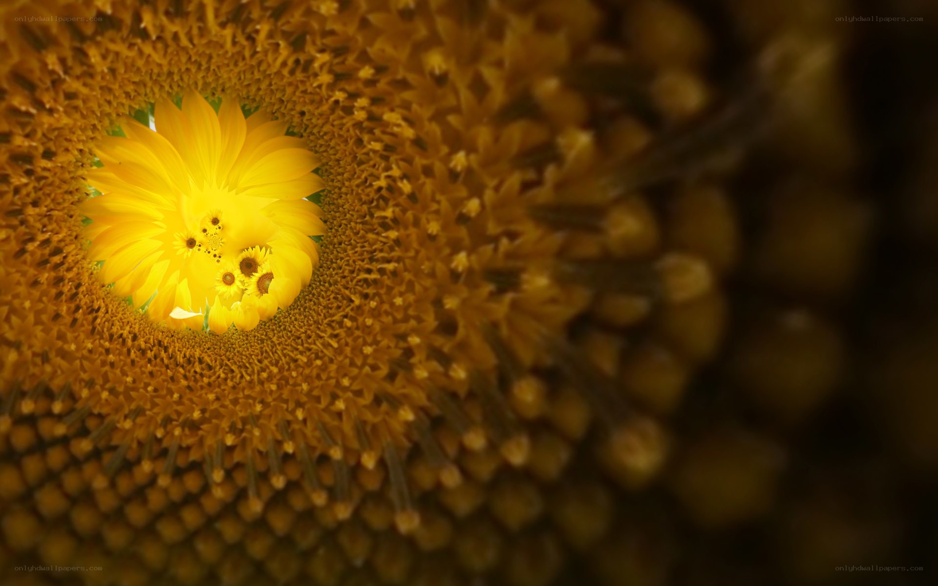Sunflower center tunnel