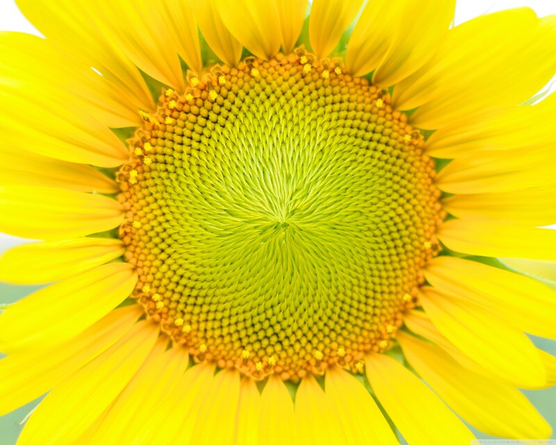 Sunflower Center — Yellow, Bright