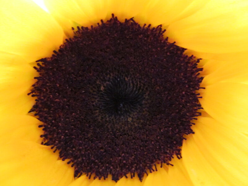 Sunflower Center — Yellow, Calm