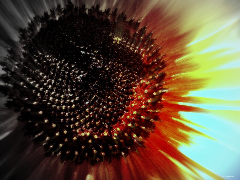 Sunflower Center — Yellow, Dramatic