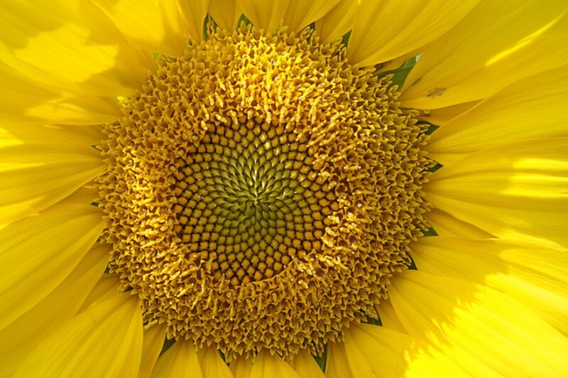 Sunflower Center — Yellow, Natural, Afternoon