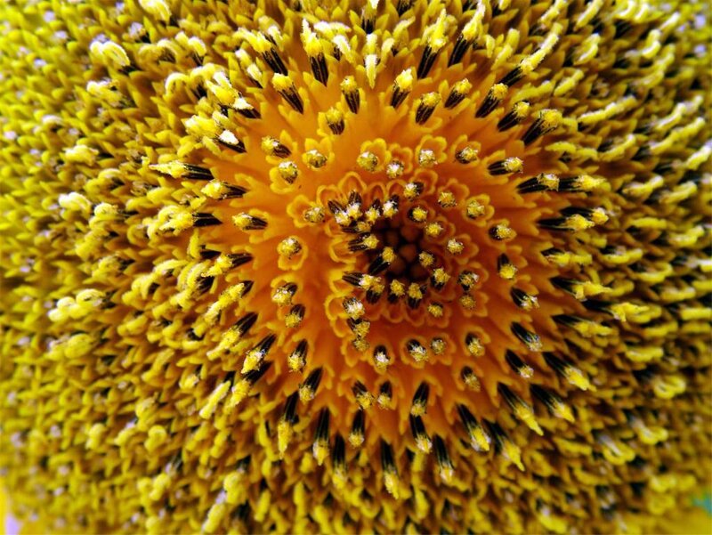 Sunflower Center — Yellow, Natural, Photograph, Black