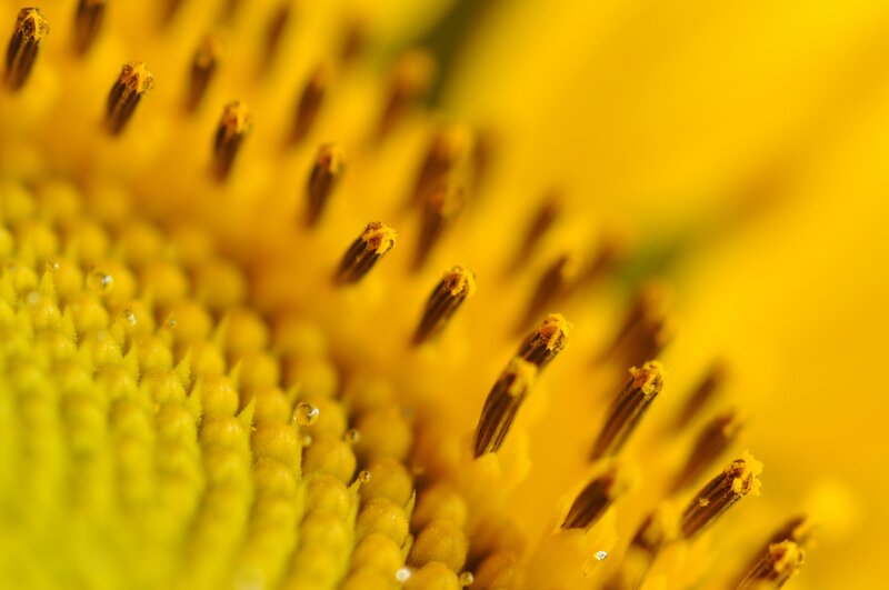 Sunflower Center — Yellow, Natural, Photograph, Pollen