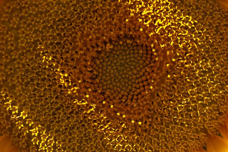 Sunflower Center — Yellow, Natural, Photograph