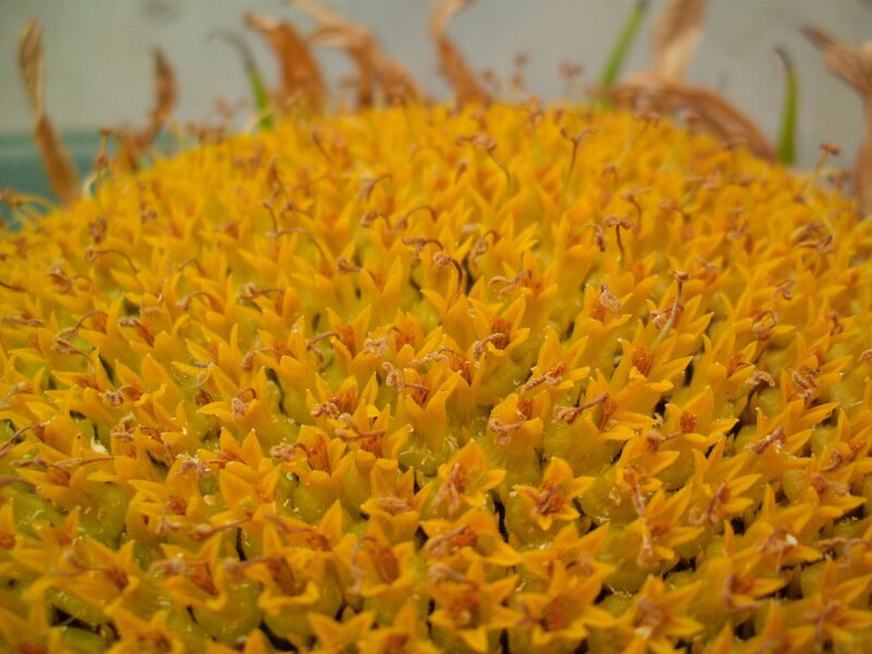 Sunflower Center — Yellow, Natural, Photograph, Yellow Flowers