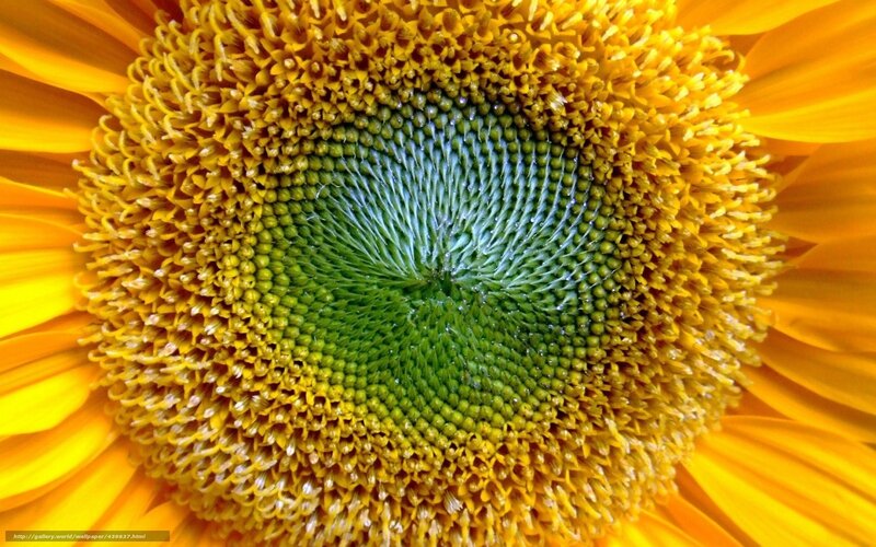 Sunflower Center — Yellow, Natural, Summer, Photograph, Petals
