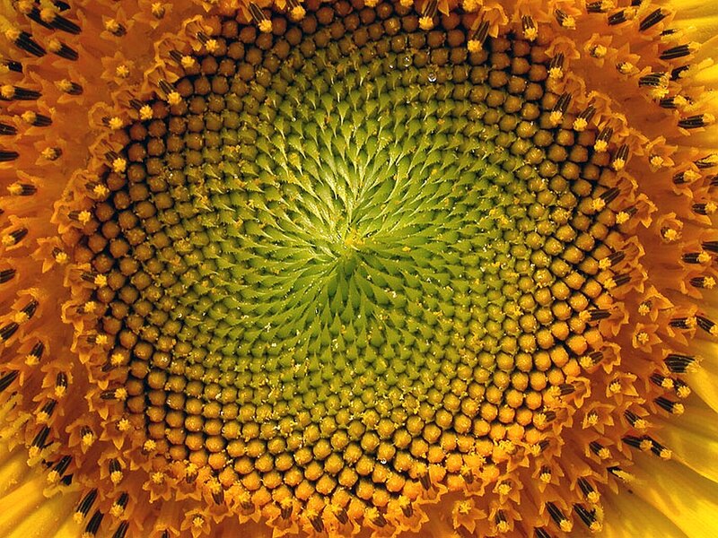 Sunflower Center — Yellow, Natural, Summer, Photograph, Seeds