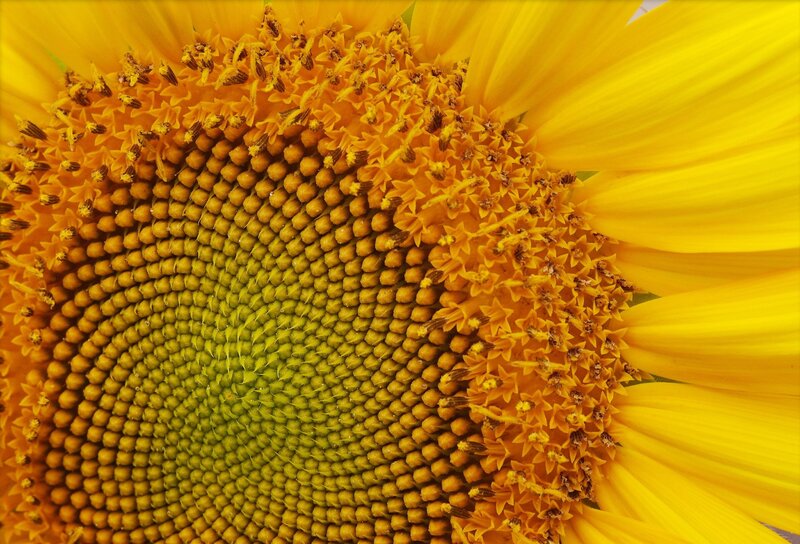 Sunflower Center — Yellow, Natural, Summer, Photograph