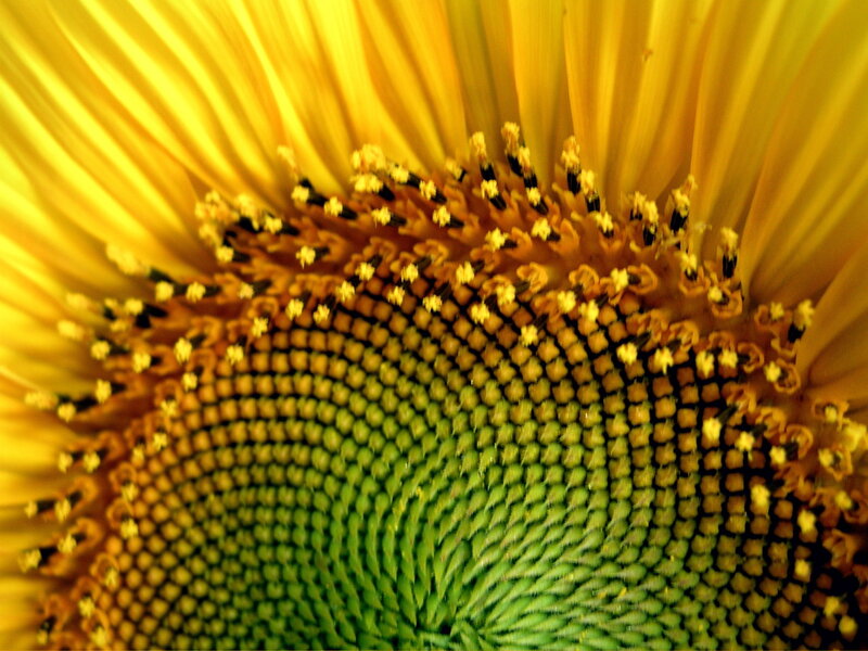 Sunflower Center — Yellow, Natural, Summer