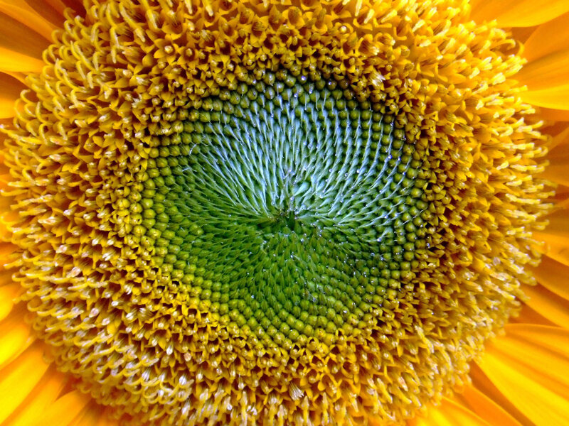 Sunflower Center — Yellow, Natural