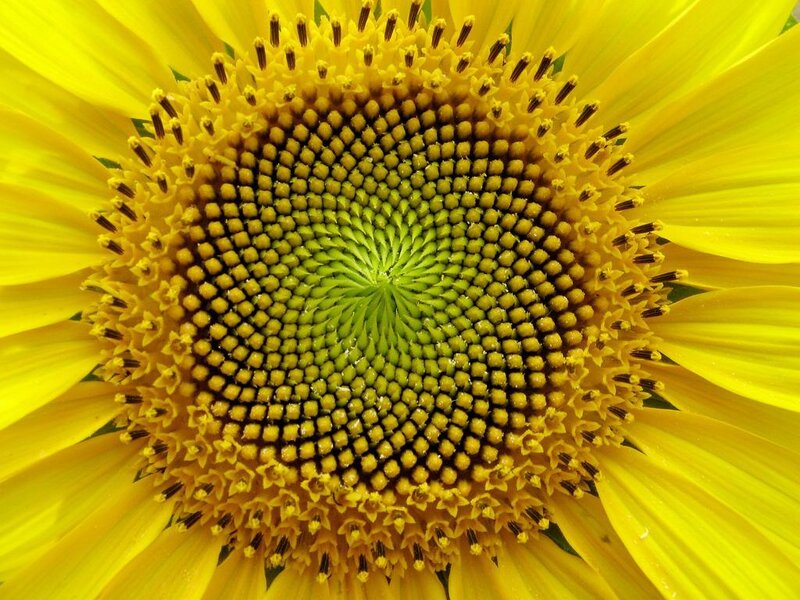 Sunflower Center — Yellow