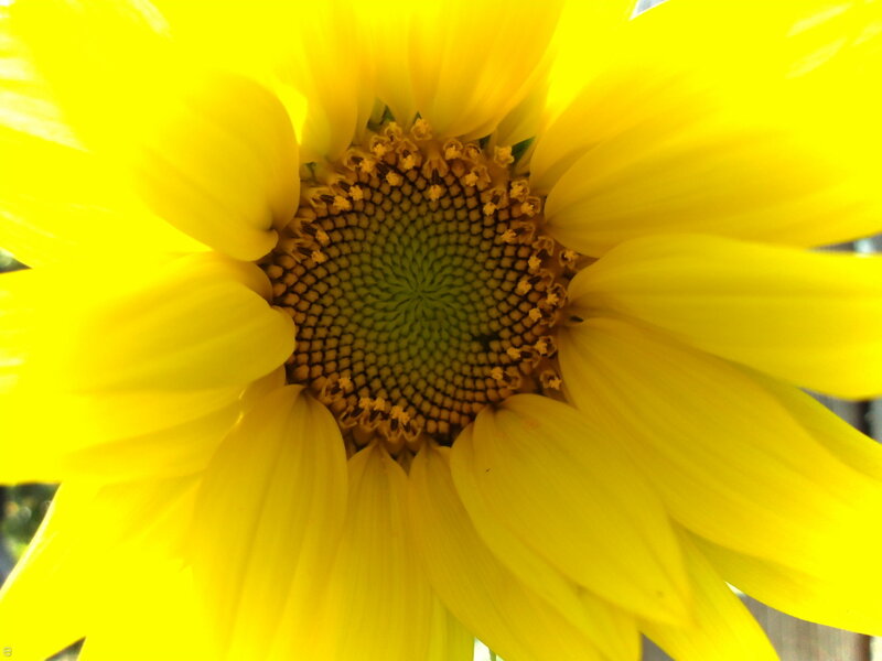 Sunflower Center — Yellow, Vibrant, Afternoon