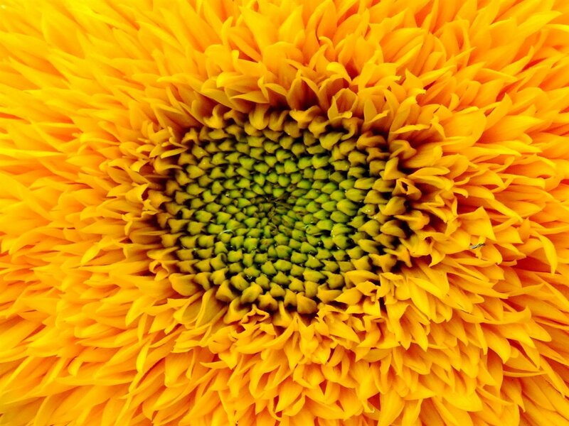 Sunflower Center — Yellow, Vibrant, Photograph