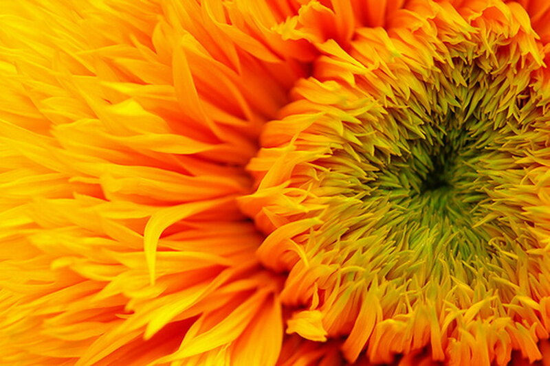 Sunflower Center — Yellow, Vibrant