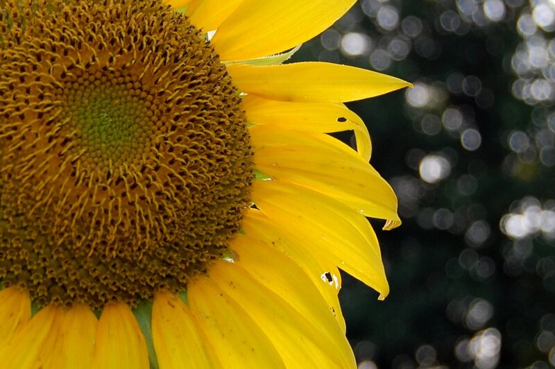 Sunflower Close-up