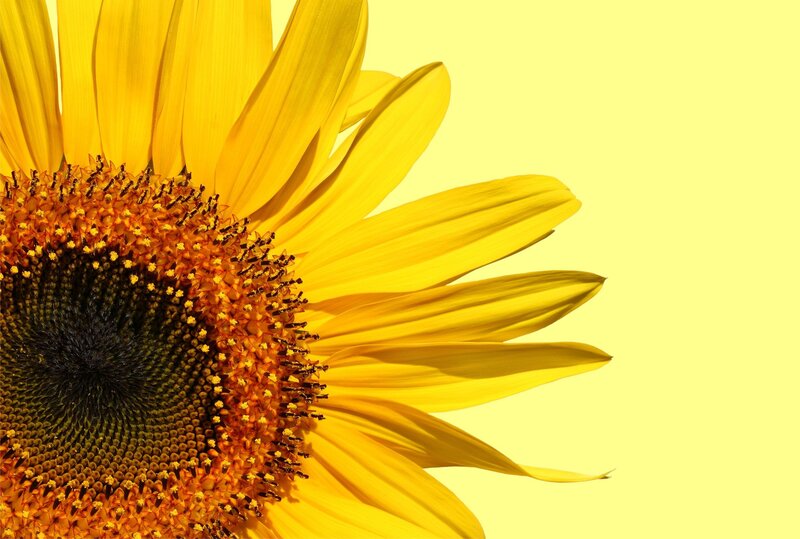 Sunflower Close-up — Yellow, Bright
