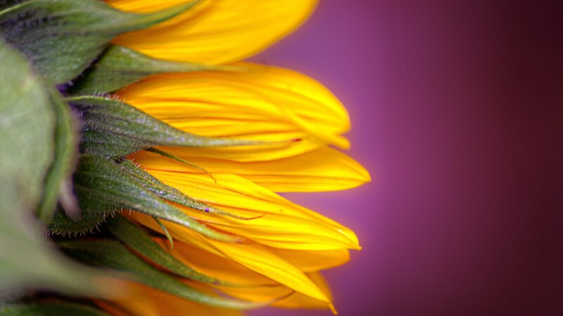 Sunflower Close-up — Yellow, Calm