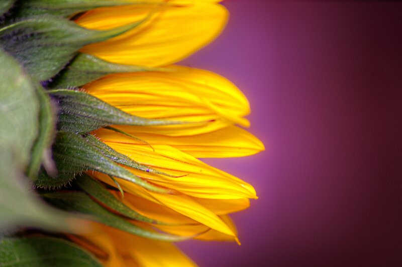 Sunflower Close-up — Yellow, Dramatic, Photograph, Petals