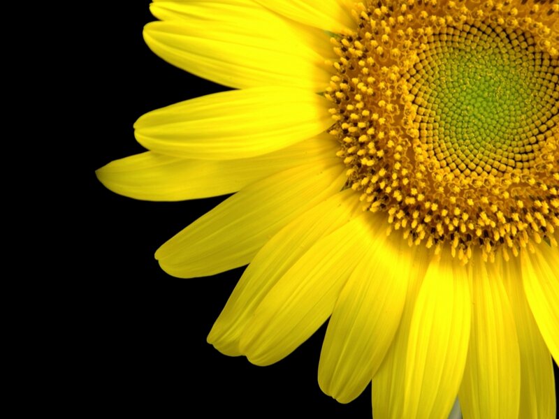 Sunflower Close-up — Yellow, Dramatic, Photograph
