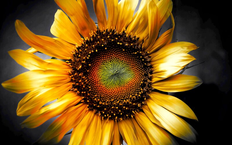 Sunflower Close-up — Yellow, Dramatic