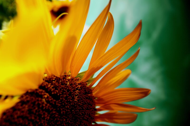 Sunflower Close-up — Yellow, Natural
